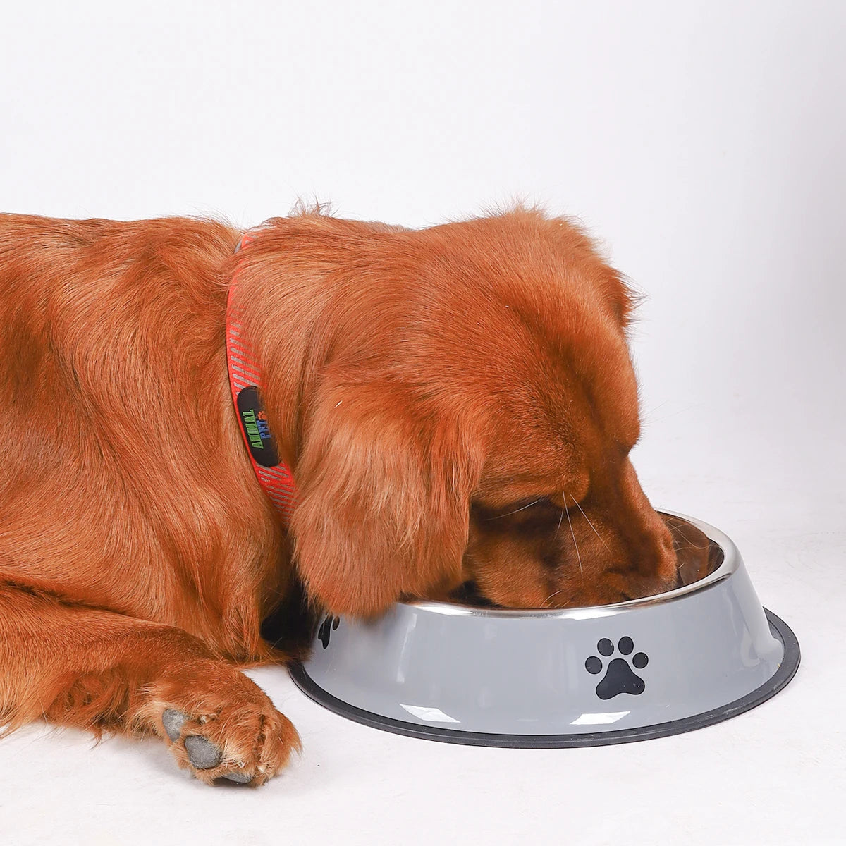 Stainless Steel Pet Bowl | Anti-Slip Food & Water Bowl (Multiple Sizes)