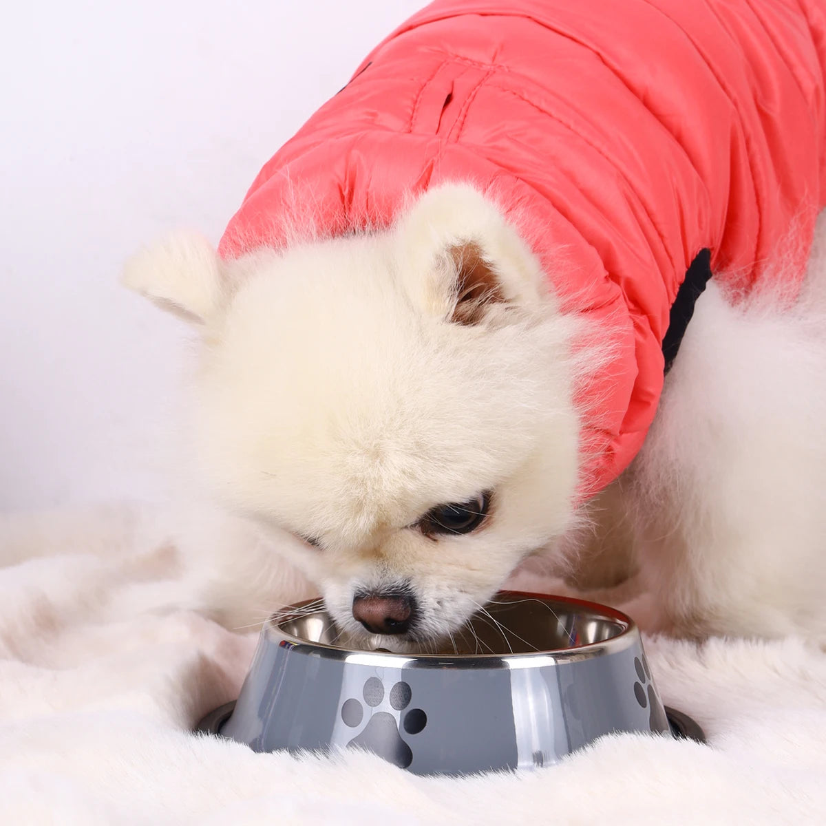 Stainless Steel Pet Bowl | Anti-Slip Food & Water Bowl (Multiple Sizes)